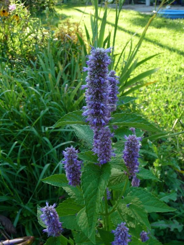 Anise Hyssop (Agastache foeniculum) in the Anise Hyssops Database