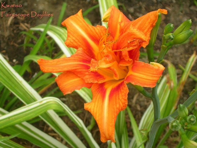Photo of the bloom of Daylily (Hemerocallis 'Variegated Kwanso') posted