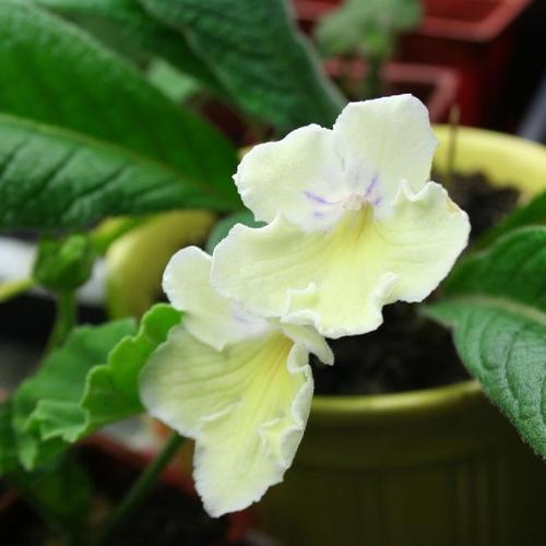Cape Primrose (Streptocarpus 'Alissa') in the Cape Primroses Database