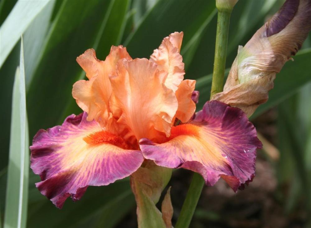 Photo of the bloom of Tall Bearded Iris (Iris 'Brazilian Art') posted