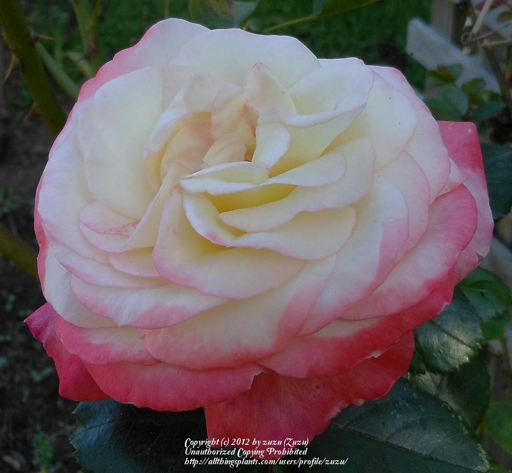 Sweet Angel Roses Rose (Rosa 'Angel Bells') in the Roses Database - Garden.org