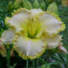 Photo courtesy of Karen Newman, Delano Daylilies