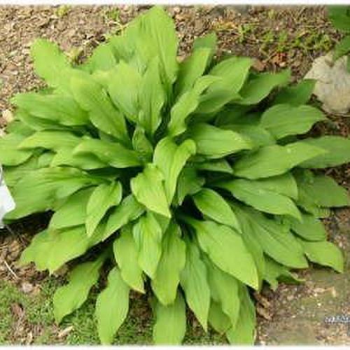 Hosta 'Sugar Plum Fairy' in the Hostas Database