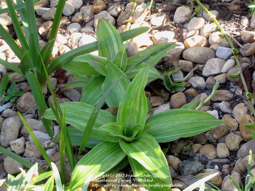 Photo of the entire plant of Variegated Basket Plant (Callisia fragrans