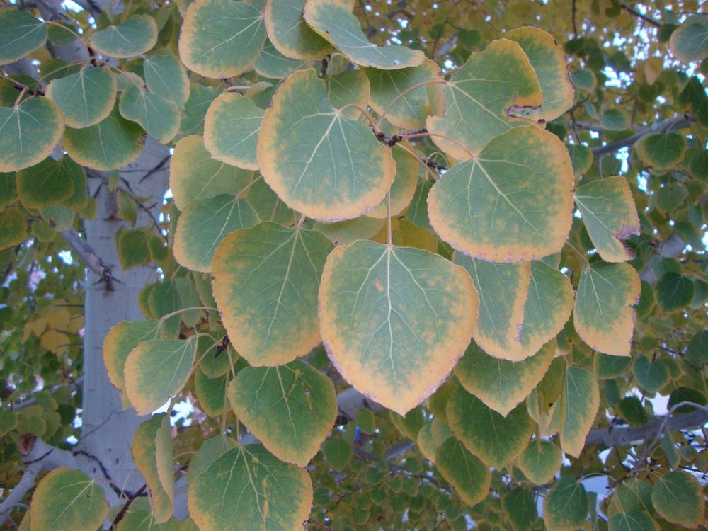 Photo of the leaves of Quaking Aspen (Populus tremuloides Prairie Gold