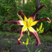 Photo Courtesy of Wynn's Daylily Garden. Used with Permission