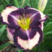 Photo Courtesy of Wynn's Daylily Garden. Used with Permission