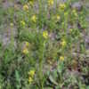 http://bioimages.vanderbilt.edu/) &copy;2003 Steven J. Baskauf