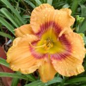 Location: Taken in my gardenDate: 2012-05-09