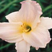 Photo Courtesy of Wrights Daylily Garden. Used with Permission