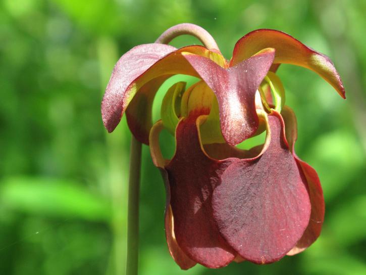 Mountain Sweet Pitcher (Sarracenia rubra subsp. jonesii) in the Pitcher