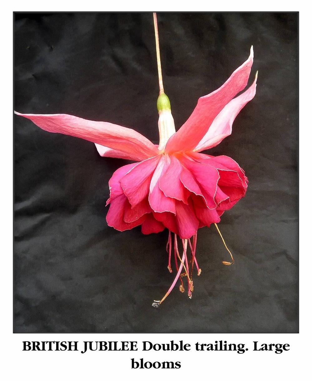 Fuchsia 'British Jubilee' in the Fuchsias Database