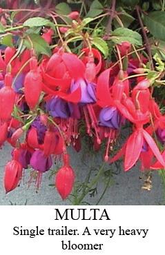 Fuchsia Multa Photo of the bloom of Fuchsia 'Multa' posted by Calif_Sue - Garden.org