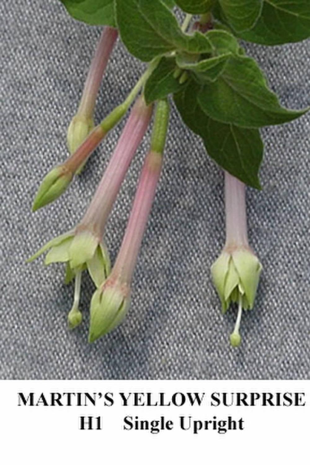 Fuchsia 'Martin's Yellow Surprise' in the Fuchsias Database