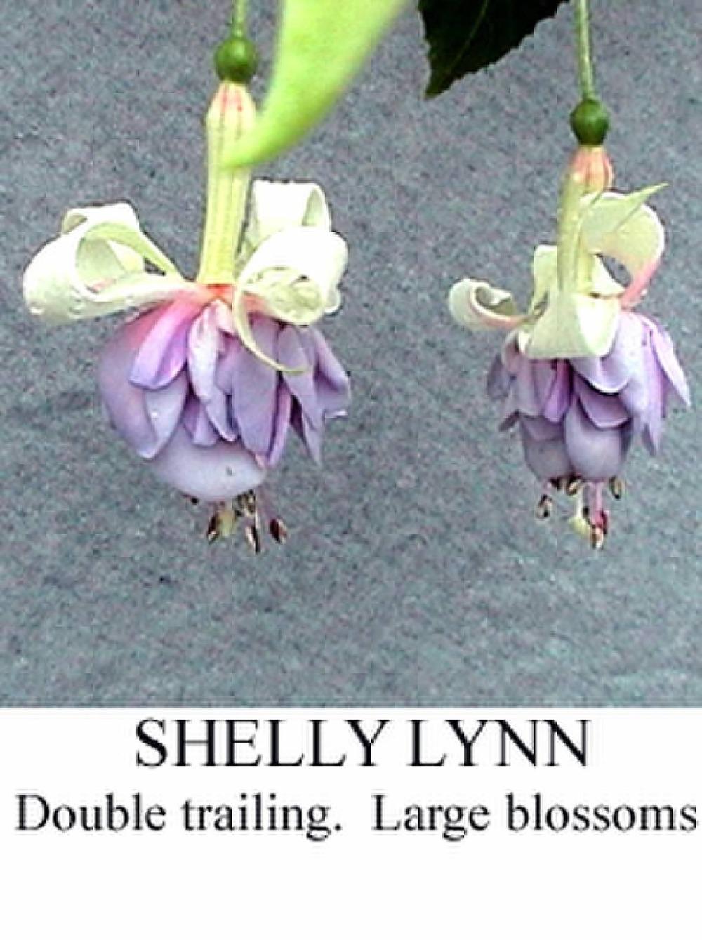 Photo of the bloom of Fuchsia 'Shelly Lynn' posted by Calif_Sue