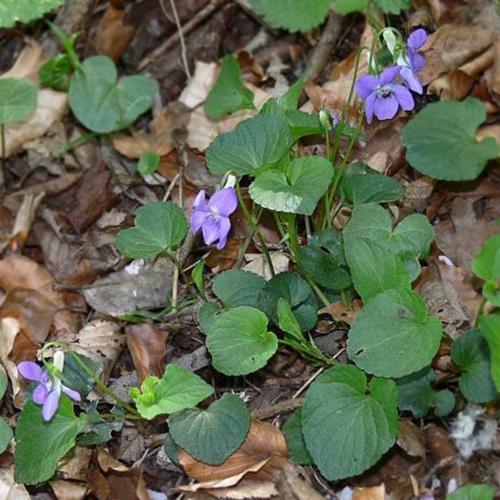 Common Dog Violet (Viola riviniana) in the Violas Database