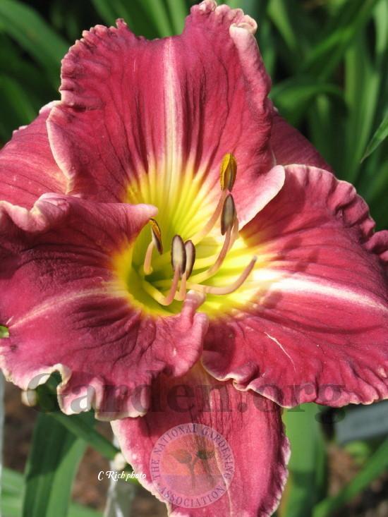 Daylily (Hemerocallis 'River Ripples') in the Daylilies Database ...