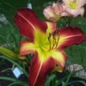 Photo Courtesy of Hillside Daylilies. Used with Permission