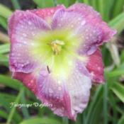 Photo Courtesy of Fairyscape Daylilies. Used with Permission