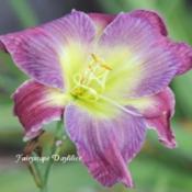 Photo Courtesy of Fairyscape Daylilies. Used with Permission