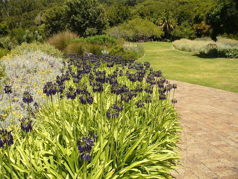 Agapanthus Plant Care and Collection of Varieties