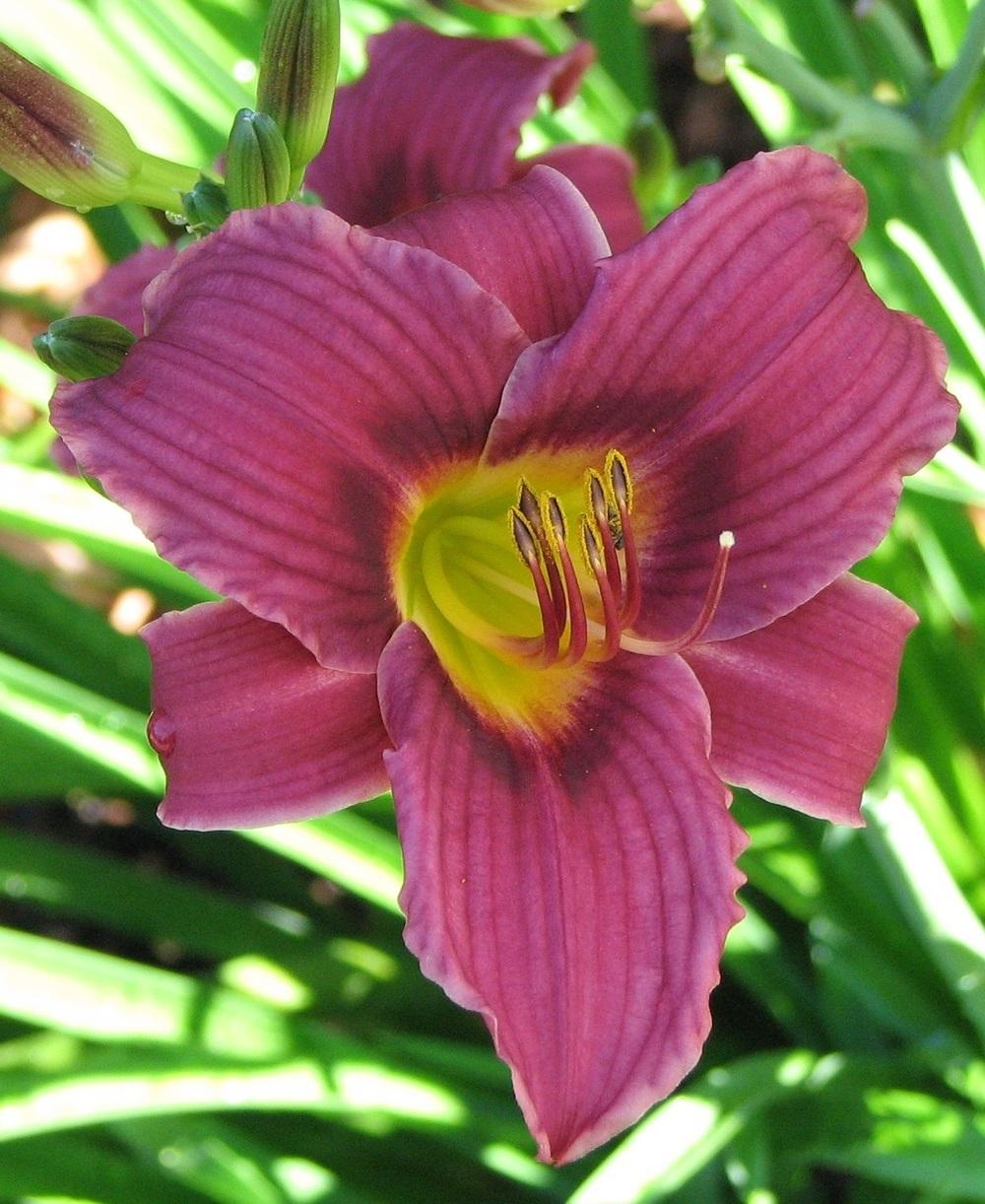 Photo of the bloom of Daylily (Hemerocallis 'Grape Magic') posted by ...
