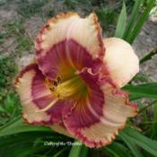 Photo Courtesy of Valley of the Daylilies. Used with Permission