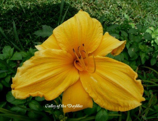 Daylily (Hemerocallis 'Fritz Rohweder') in the Daylilies Database ...