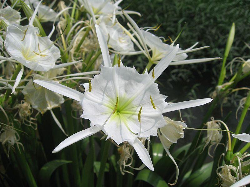 Shoals Spiderlily (Hymenocallis coronaria) in the Spider Lilies