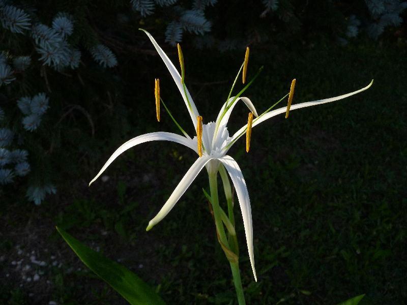 Spider Lily (Hymenocallis caribaea &lsquo;Tropical Giant&rsquo;) in the Spider