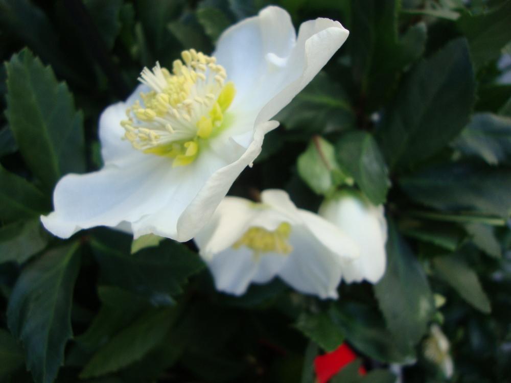 Photo of the bloom of Hellebore (Helleborus niger Gold Collection