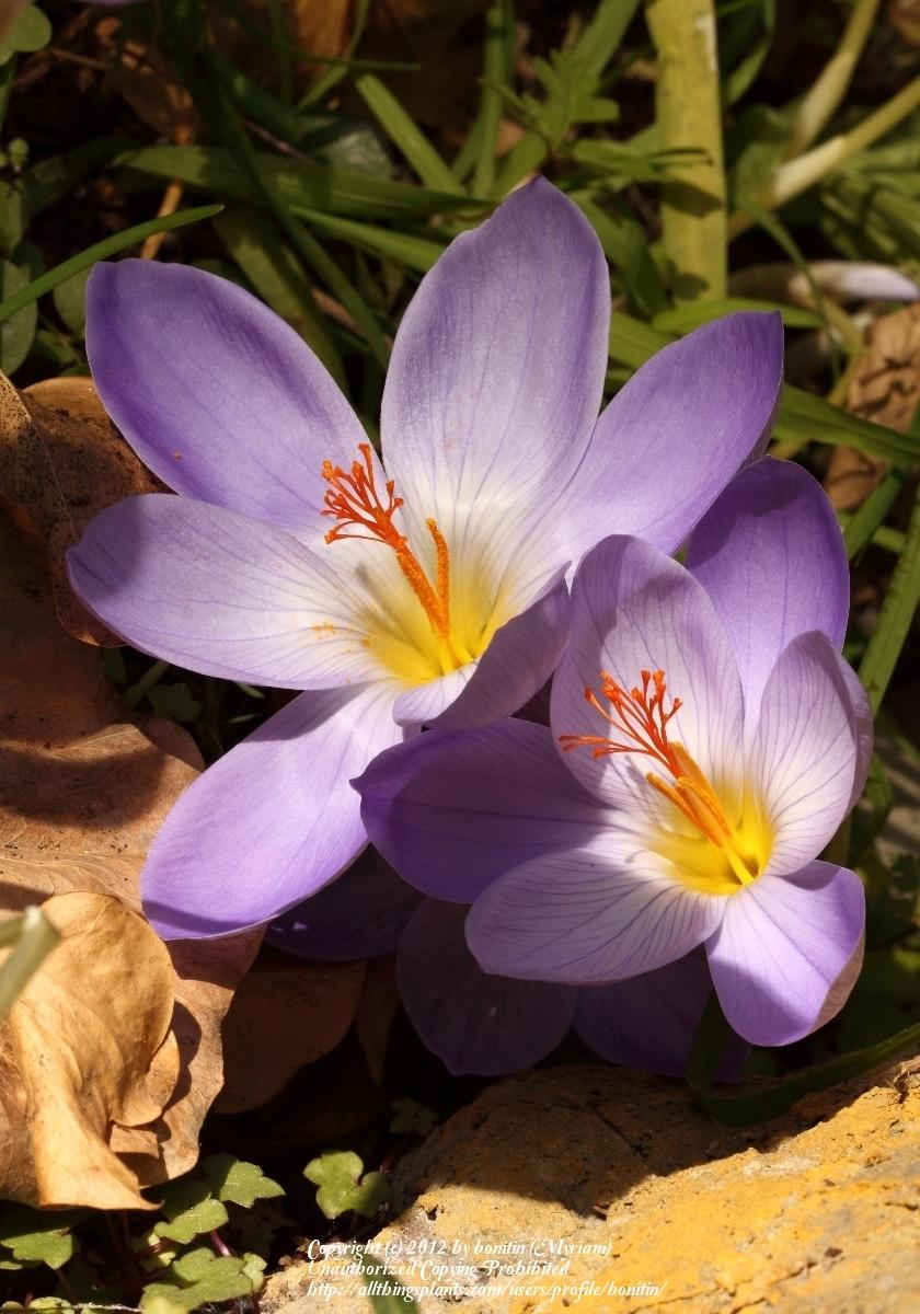 Autumn Crocus (Crocus speciosus 'Aitchisonii') in the Crocus Database