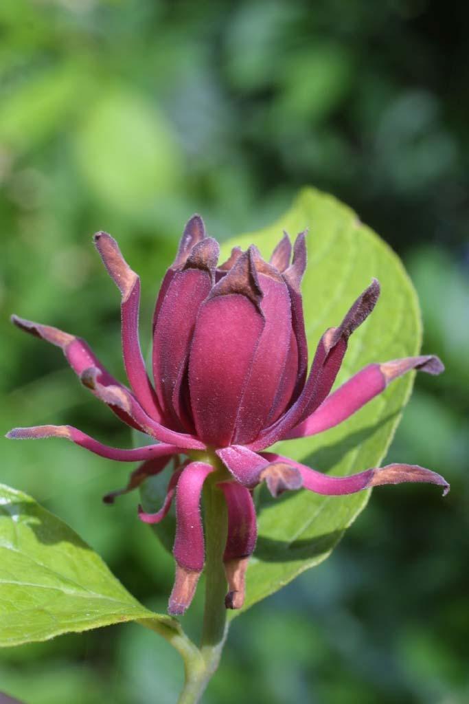 Carolina Allspice (Calycanthus floridus)