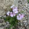 Young plant in rock garden.