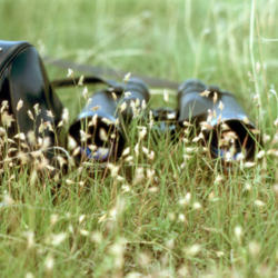 
Steven J. Baskauf http://bioimages.vanderbilt.edu/