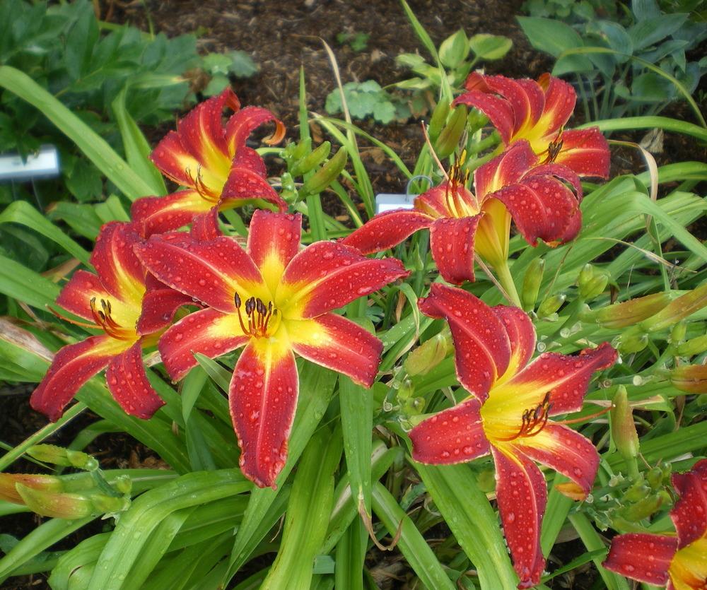 Photo of the bloom of Daylily (Hemerocallis 'Red Monarch') posted by