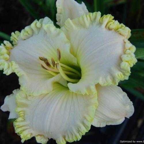 Daylily (Hemerocallis 'Alpine Frost') in the Daylilies Database