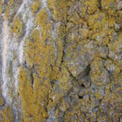 Date: 2012-11-28With Lichen