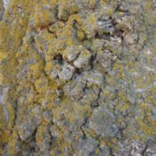 Date: 2012-11-28With Lichen