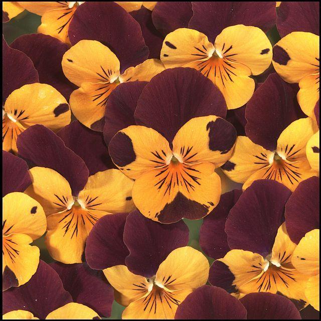 Viola 'Floral Power' in the Violas Database