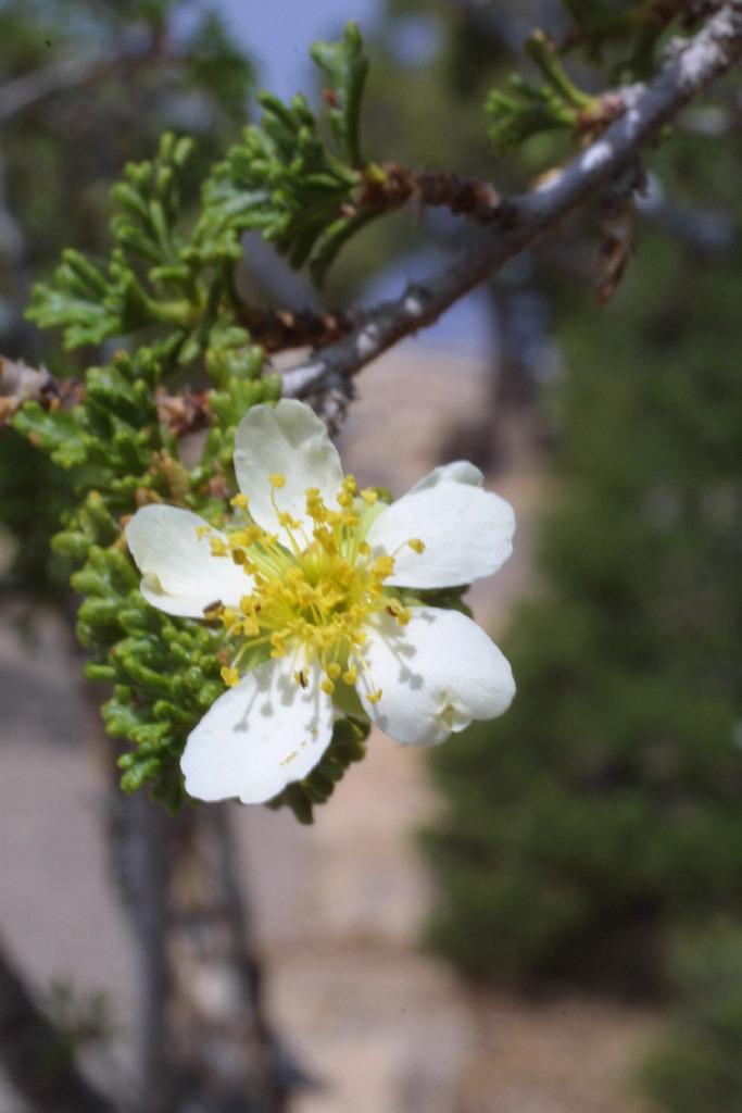 Mexican Cliffrose (Purshia mexicana)