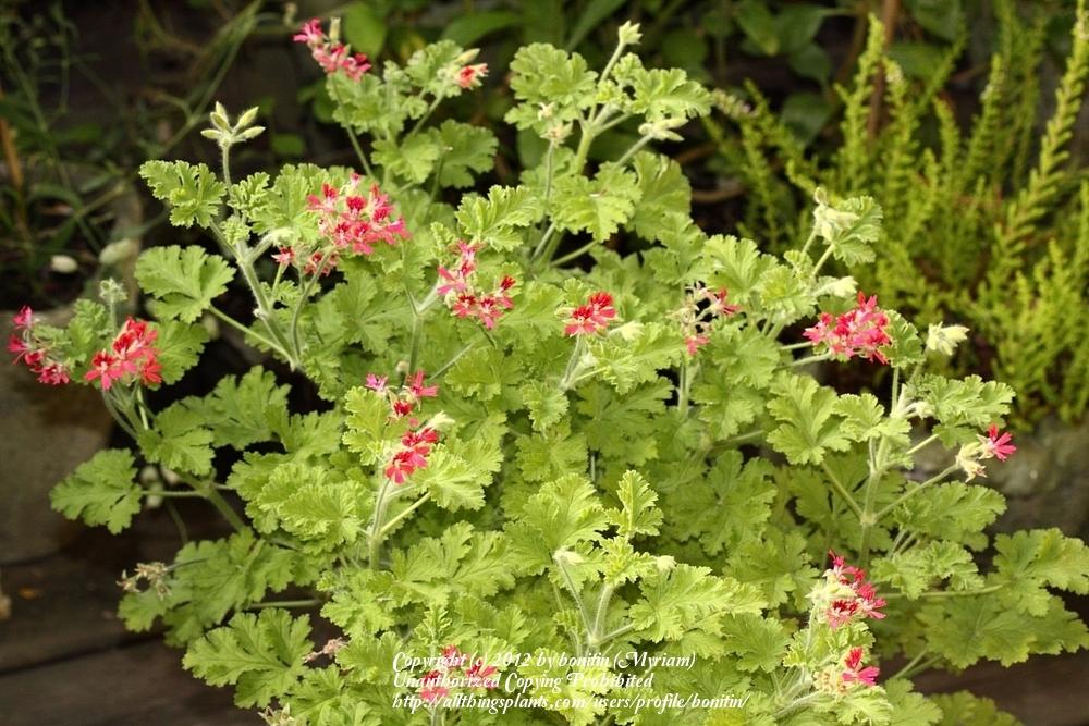 Photo of the entire plant of Scented Geranium (Pelargonium 'Concolor