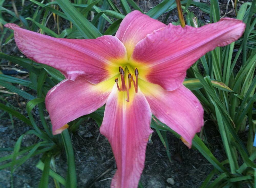 Daylily (Hemerocallis 'Butterfly Maiden') in the Daylilies Database