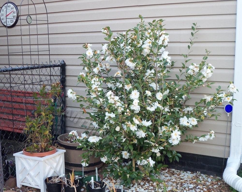 Photo of the entire plant of Hybrid Camellia (Camellia 'Winter's Snowman') posted by