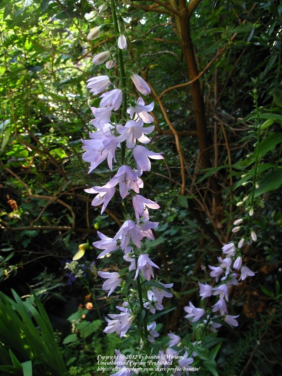 Photo of the bloom of Chimney Bellflower (Campanula pyramidalis) posted