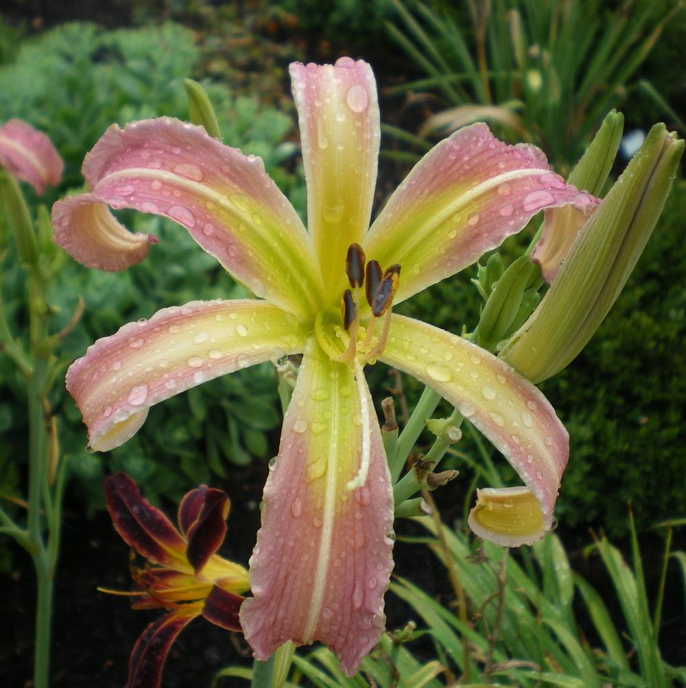 Photo of the bloom of Daylily (Hemerocallis 'Eat Our Wake Pintaheads