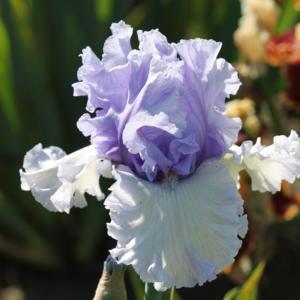 Tall Bearded Iris (Iris 'Never Been Kissed') in the Irises Database
