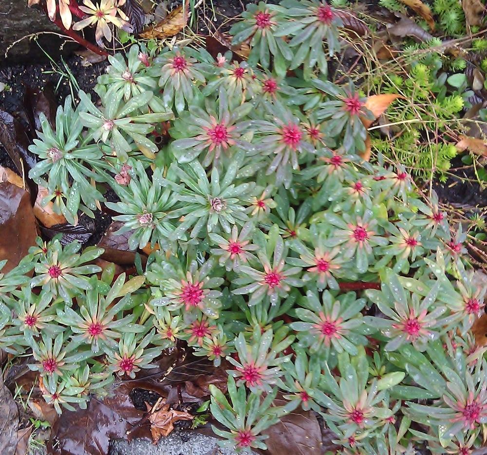 Perennial Wood Spurge (Euphorbia amygdaloides 'Rubra') in the