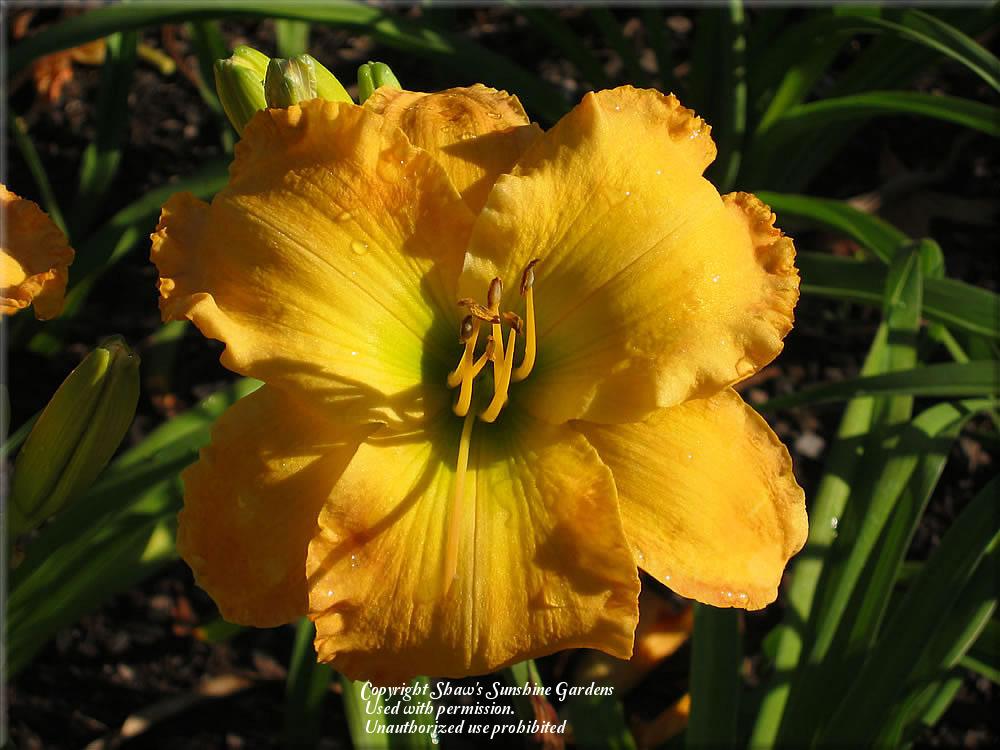 Daylily (Hemerocallis 'Mount Herman Autumn') in the Daylilies Database