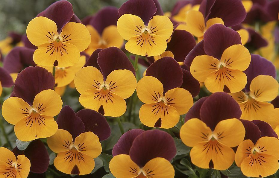 Viola (Viola cornuta 'Floral Power Orange Red Wing') in the Violas